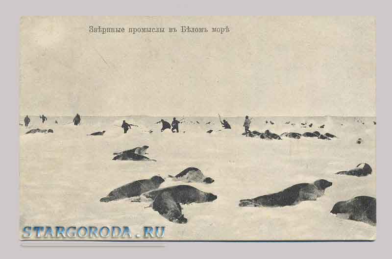 Animal crafts in the White sea Novaya Zemlya. Animal crafts in the White sea